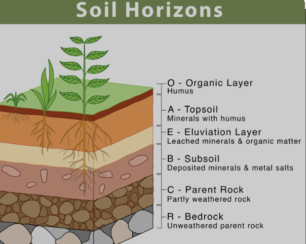 Profilo del Suolo suddiviso in Orizzonti