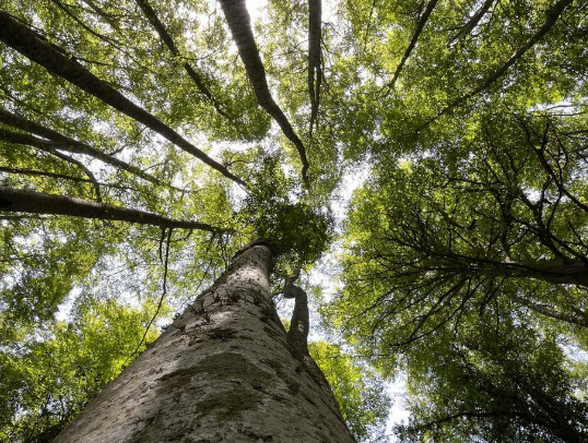 La crescita e lo sviluppo Forestale