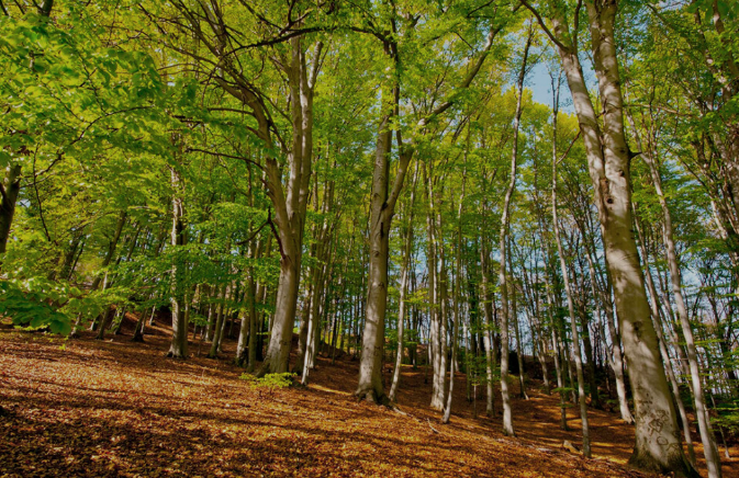 La Crescita e lo Sviluppo di un Sistema Forestale